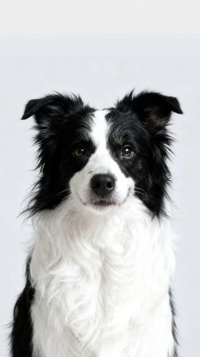Black-and-white border collie
